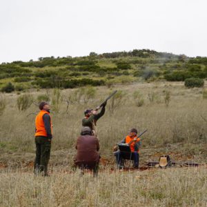 partridge shooting in spain